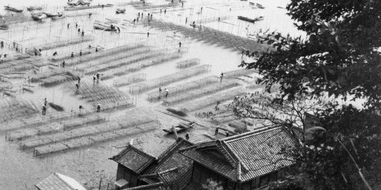 広島と海苔の歴史